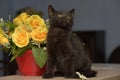 Black cute kitten next to a pot of flowers