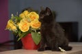 Black cute kitten next to a pot of flowers