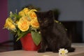 Black cute kitten next to a pot of flowers