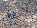 Little black cute Squirrel eating nuts on brown dried leaves in Autumn Royalty Free Stock Photo