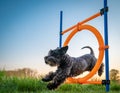 Little black dog on agility jumps over a circle at sunset Royalty Free Stock Photo