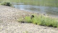 Little black dog barks on the river bank