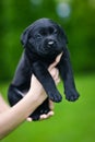 Little black dog breed Labrador Retriever on hands at man. Royalty Free Stock Photo