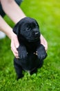 Little black dog breed Labrador Retriever on hands at man. Royalty Free Stock Photo