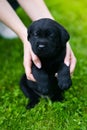 Little black dog breed Labrador Retriever on hands at man. Royalty Free Stock Photo