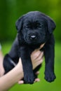 Little black dog breed Labrador Retriever on hands at man. Royalty Free Stock Photo