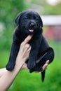 Little black dog breed Labrador Retriever on hands at man. Royalty Free Stock Photo