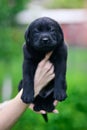 Little black dog breed Labrador Retriever on hands at man. Royalty Free Stock Photo