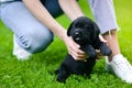 Little black dog breed Labrador Retriever on hands at man. Royalty Free Stock Photo