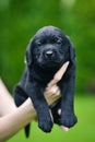 Little black dog breed Labrador Retriever on hands at man. Royalty Free Stock Photo