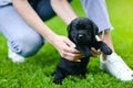 Little black dog breed Labrador Retriever on hands at man. Royalty Free Stock Photo