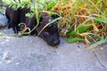 Little black dog Royalty Free Stock Photo