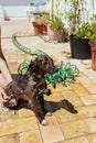 Woman washes the dog with shampoo and rinses it with the hose