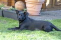 A little black dog outdoors in green grass. The dog is a mixed of a Labrador retriever Royalty Free Stock Photo