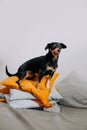 Little black dog sitting on colorful pillows