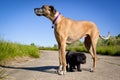 Little black dog standing under great Dane