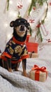 Little black dog toy terrier breed sitting in christmas costume with festive decor and gift boxes.Christmas card concept.Vertical