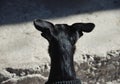 Little black dog, toy terrier, ears of the dog