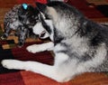 Little Black Female Morkie Dog having a staring contest with a Big Black Husky Royalty Free Stock Photo