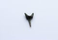 A beautiful fossil shark tooth with a white background