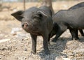 Little black free range pig Royalty Free Stock Photo