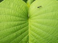 Little Black Grasshopper Walking on The Leaf Royalty Free Stock Photo