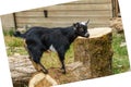 Little black kid goat closeup head in a farm.