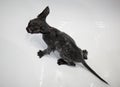 Little black kitten basking in the bath