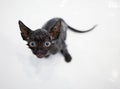 Little black kitten basking in the bath