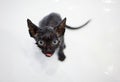 Little black kitten basking in the bath