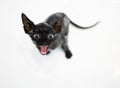 Little black kitten basking in the bath