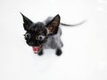 Little black kitten basking in the bath