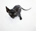 Little black kitten basking in the bath