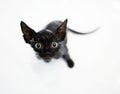 Little black kitten basking in the bath