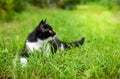 Little black kitten in a grass Royalty Free Stock Photo