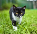 Little black kitten in a grass Royalty Free Stock Photo