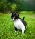 Little black kitten in a grass Royalty Free Stock Photo