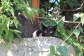 Little black kitten hides in bushes, baby kitten lost, green bushes, spring, kittens, cat black little