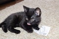 Little Black Kitten Licking in the room Royalty Free Stock Photo