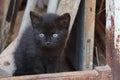 Little black kitten looking curiously out of woodshed. Royalty Free Stock Photo