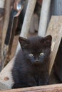 Little black kitten looking curiously out of woodshed. Royalty Free Stock Photo