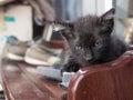 Little black kitten in outdoor