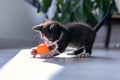 Little black kitten playing and enjoys with orange ball at living room of house Royalty Free Stock Photo