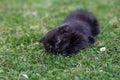 Little black kitten plays in the grass. The concept of pets, farm Royalty Free Stock Photo