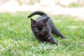 Little black kitten plays and runs in the grass. The concept of pets, farm Royalty Free Stock Photo