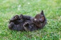 Little black kitten purrs in the grass. The concept of pets, farm Royalty Free Stock Photo
