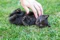 Little black kitten purrs in the grass. Hand stroking a cat. The concept of pets, farm Royalty Free Stock Photo