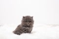 Little black kitten sits on a white isolated background. Royalty Free Stock Photo