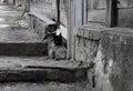 Little black kitten sitting alone near an old wooden house Royalty Free Stock Photo