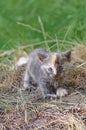 Little black kitten sitting in flowers Royalty Free Stock Photo